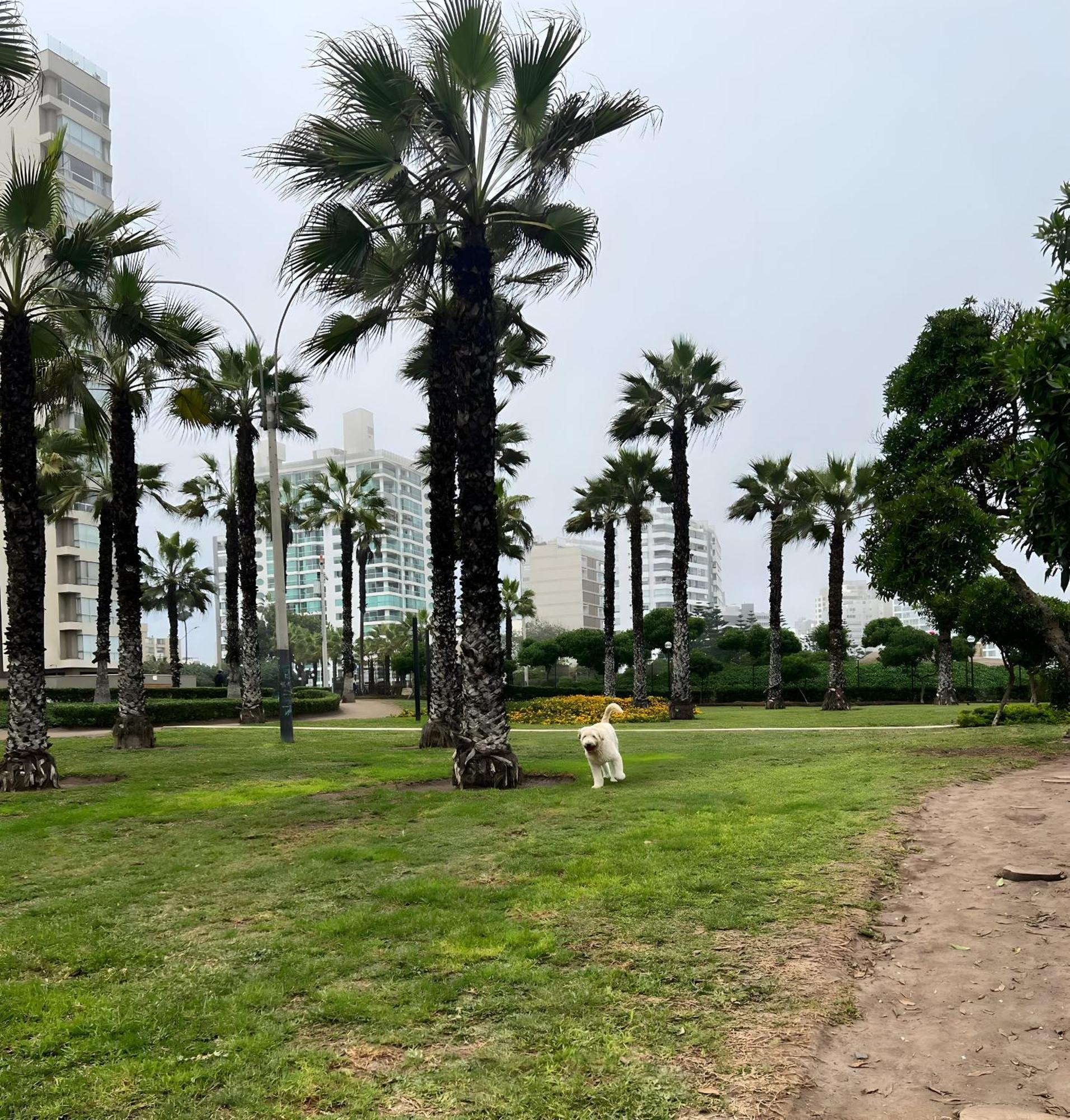 Modern 1Br Loft Close To The Seawalk Of Miraflores Lima Exteriör bild